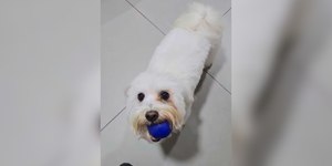 Como a cannabis pode melhorar a qualidade de vida dos cachorros