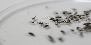Alerta no Rio: calor e chuvas aumentam risco de dengue
