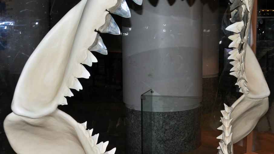 Mandíbula do Megalodonte Mandíbula do Megalodonte