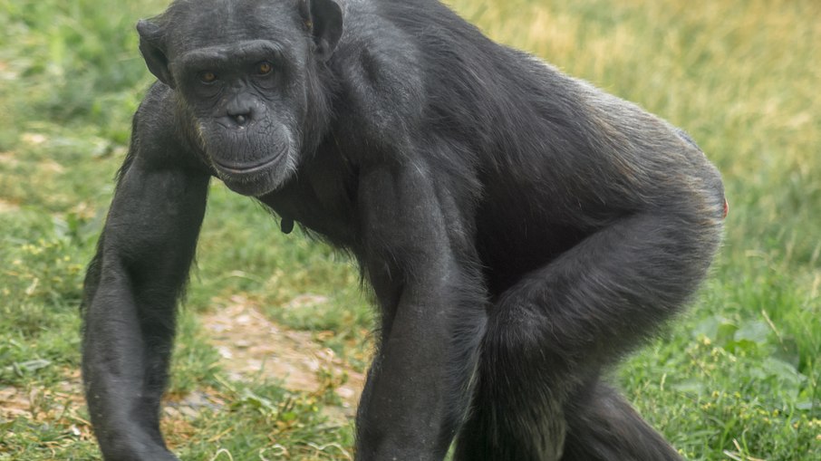 Chimpanzé
