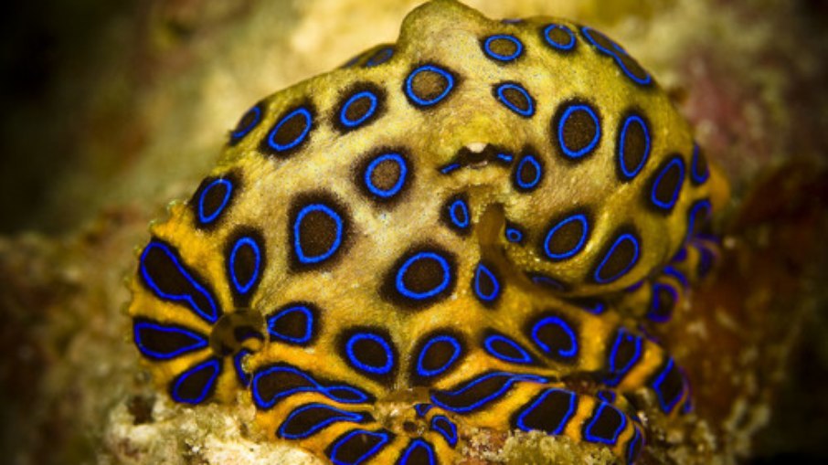 Polvo-de-anéis-azuis Polvo-de-anéis-azuis