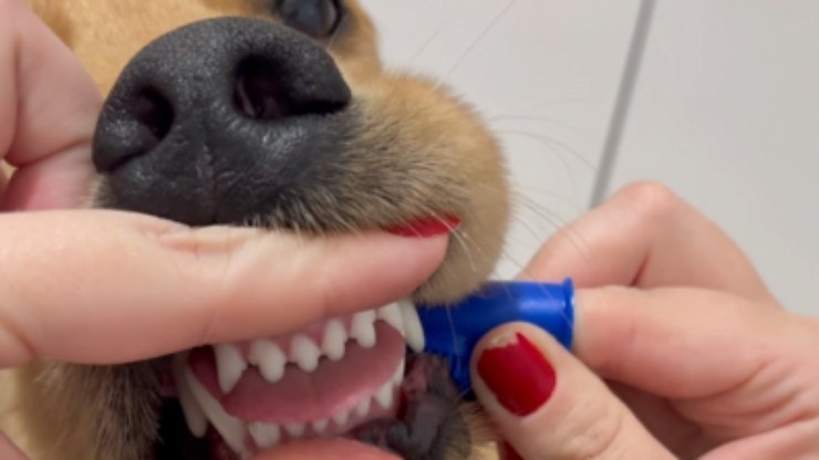 Golden%20Retriever%20se%20recusa%20a%20escovar%20os%20dentes
