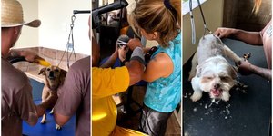 Projeto em SC reabilita detentos com cuidado de cães