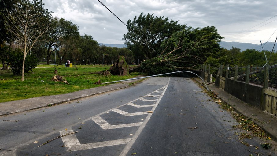 Árvore de grande porte fechou via de Cubatão, na baixada santista