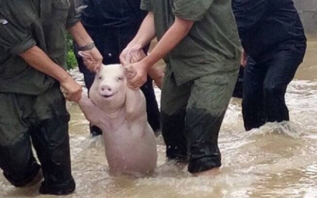 A foto do porco sorrindo foi registrada no dia 17 de agosto, em uma fazenda de porcos na cidade de Qinzhou