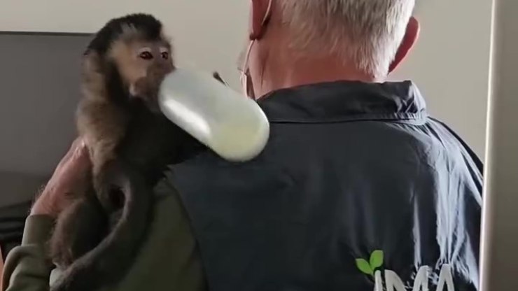 Macaco
resgatado em sacada de SC tinha documentação falsa
