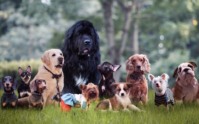 Conheça as 5 raças de cães com a vida mais longa