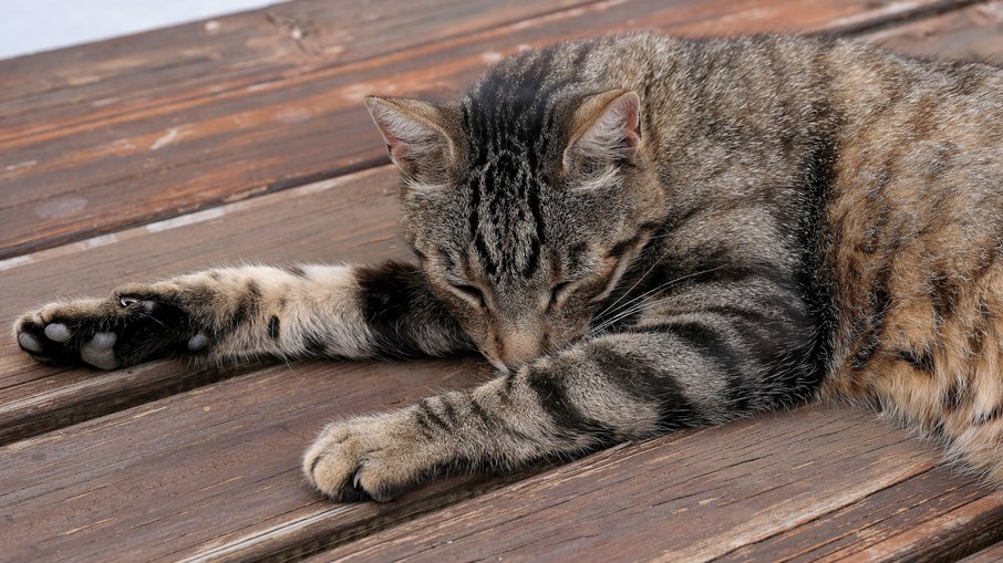 Gato doméstico Gato doméstico