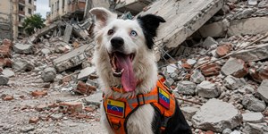 Conheça o cão herói que resgata vítimas do terremoto na Venezuela