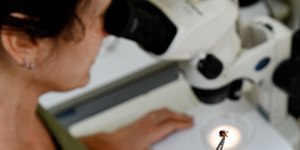 Campinas registra 1ª morte por febre maculosa em 2026