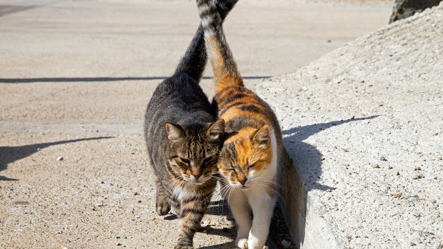 Gatos da Ilha Syros, na Grécia Gatos da Ilha Syros, na Grécia