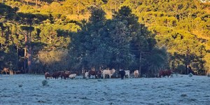 SC registra segunda menor temperatura do ano: -9,1ºC; veja fotos