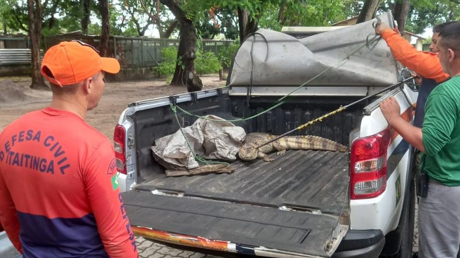 Outro jacaré foi capturado pela Defesa Civil no ano passado Outro jacaré foi capturado pela Defesa Civil no ano passado