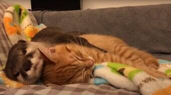 Lontra dorme abraçada com gatinho e faz sucesso na internet