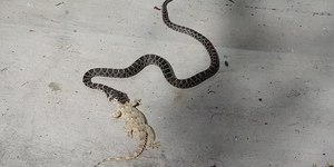 VÍDEO: cobras gigantes avançam e fazem espécie rara desaparecer