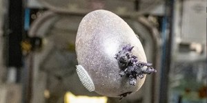Spudnik: conheça a batata cultivada por astronautas da NASA