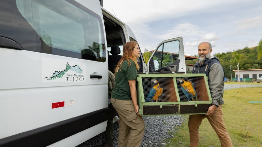 Araras-canindés voltam à Floresta da Tijuca após dois séculos de extinção