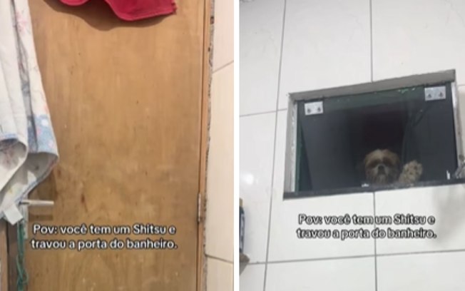 Shih Tzu tem hiperfoco na dona e a vigia pela janela do banheiro Bfu2olsv3lm5qc9femqo3j7e7