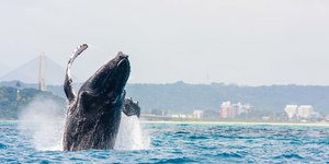 Avistamento de baleias impulsiona turismo no litoral da Bahia