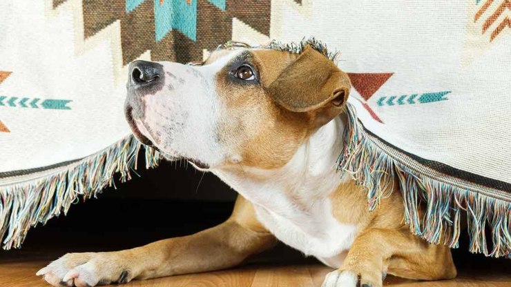 Festas Juninas: como cuidar dos cães com medo do barulho de fogos?