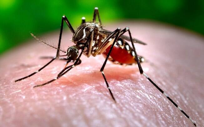 O mosquito Aedes aegypti é responsável pela transmissão de uma série de zoonoses.