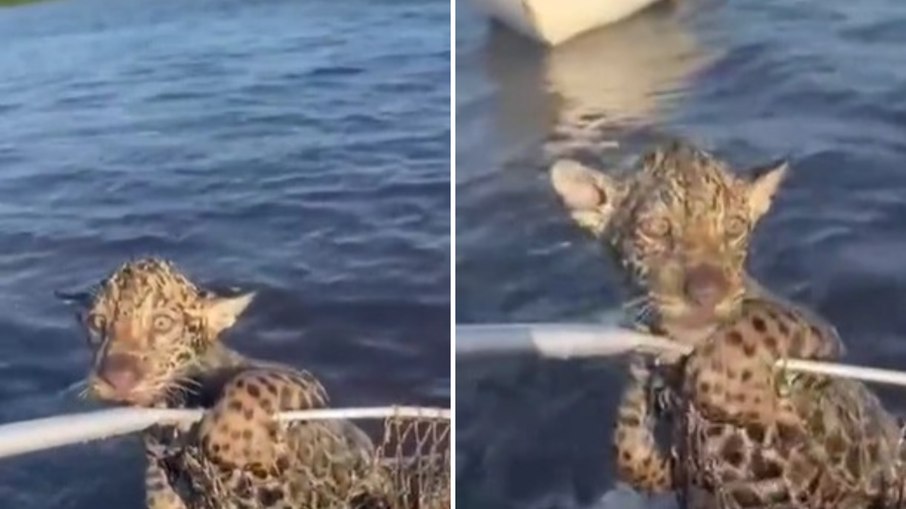 Filhote de onça se afoga em rio e é salvo por pescadores Filhote de onça se afoga em rio e é salvo por pescadores