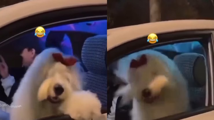 Cão encanta a web ao dançar ao som de sua música favorita