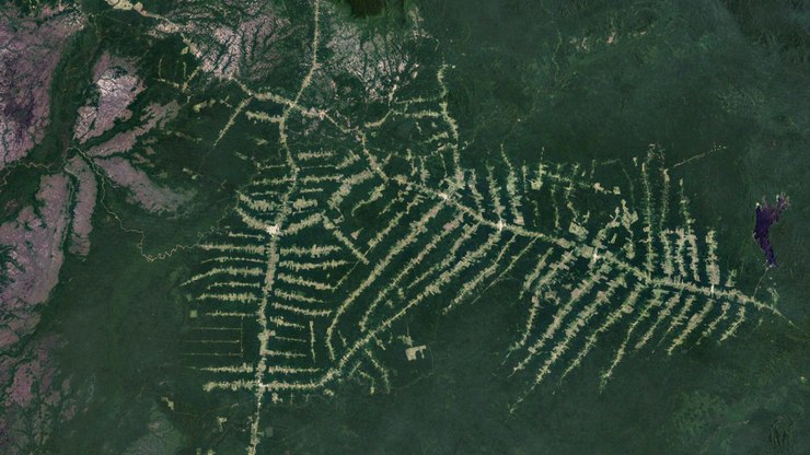 Floresta amazônica volta a crescer após fechamento de estrada