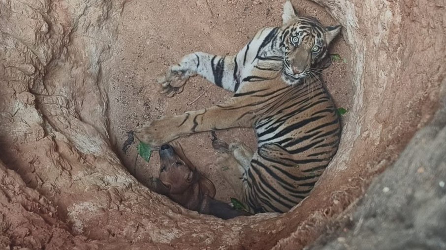 Cachorro e tigre caem em poço Cachorro e tigre caem em poço