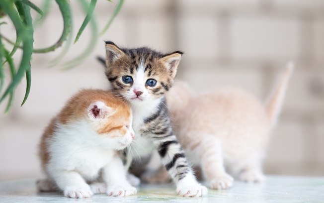 6 diferenças entre gatos machos e fêmeas que você não sabia