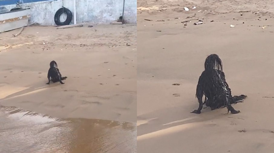 Imagem deixa internautas intrigados a principio, mas é apenas uma adorável cachorrinha chamada Lolita brincando na praia