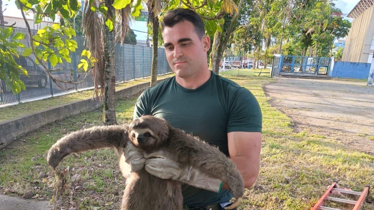 O animal foi levado para uma área de mata na cidade