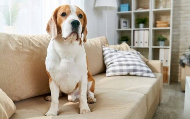 Brasil é o terceiro país do mundo com maior número de animais domésticos