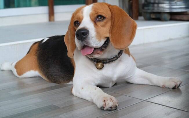O Beagle é um cachorro que precisa gastar muita energia
