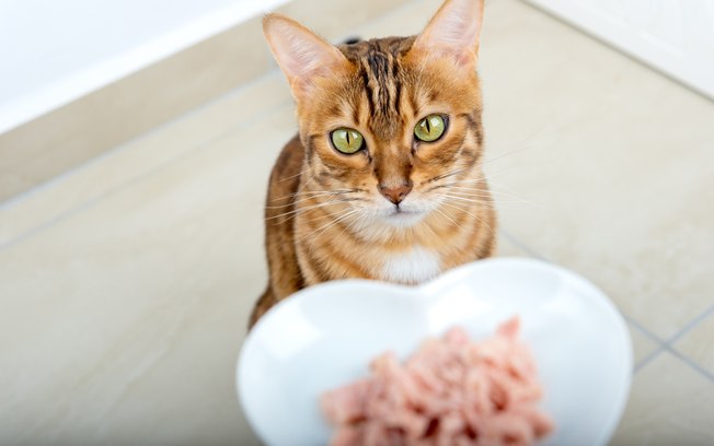 Consumo de açúcar pode trazer riscos à saúde dos gatos Bgzs2nx5mql4krjvz4avinj77