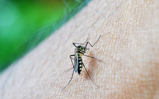 Brasil pode ter 1,8 milhão de novos casos de dengue em 2026