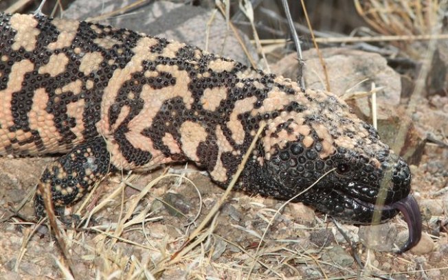 Homem morre envenenado por lagarto de estimação nos EUA