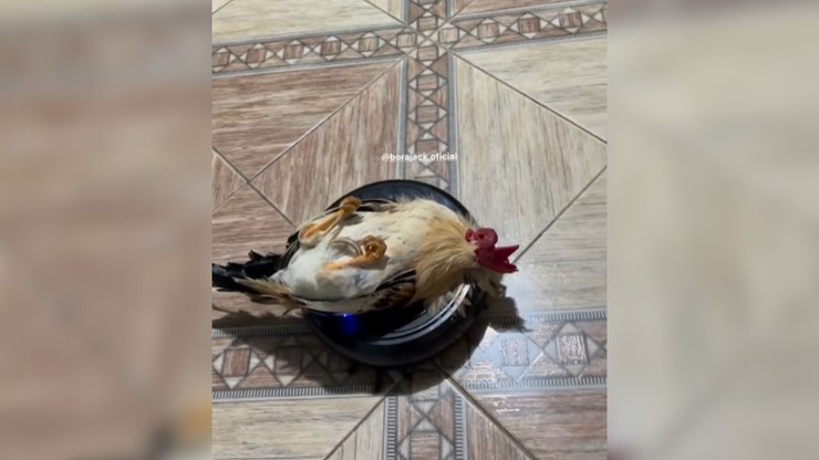 Galo é flagrado descansando em robô aspirador em movimento