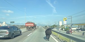 Boi para trânsito na BR-101 em SC; veja o vídeo