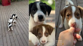 Higiene canina: veja os sinais que indicam se o pet precisa de banho