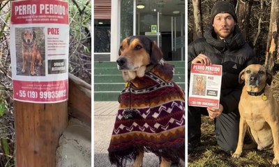 Cão famoso desaparece durante viagem à Patagônia