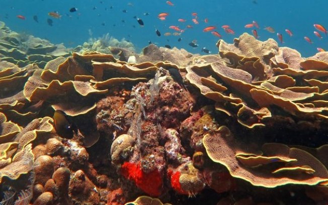 Há mais recifes de coral no mundo do que se pensava