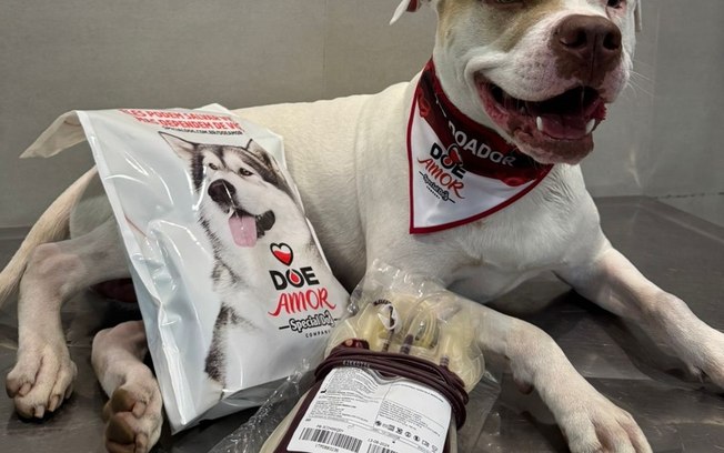 Special Dog Company faz 25 anos e aposta em nutrição para pets Bhocyiqc0bx43k3365sn0fg9i