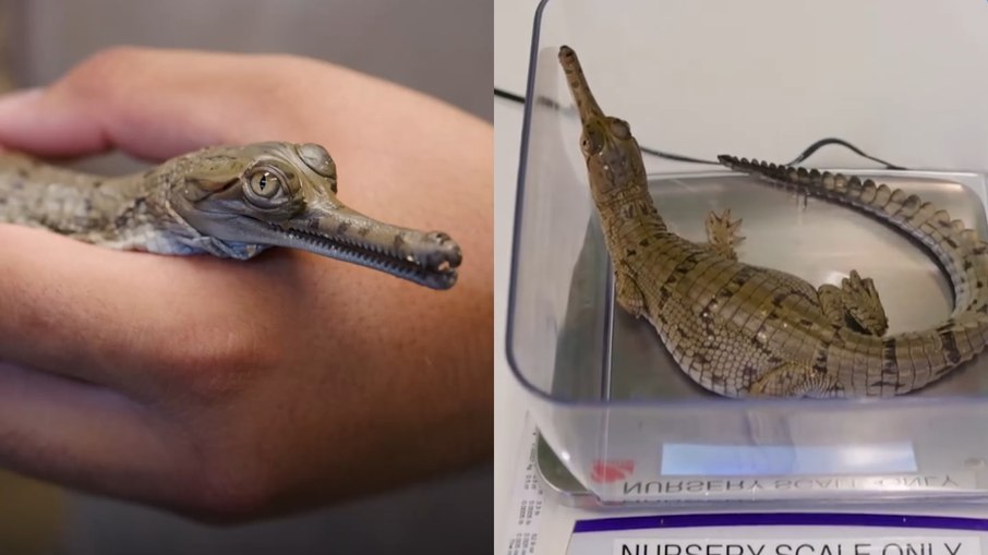 Filhotes de crocodilo Gavial são recebidos no Zoológico de Fort Worth