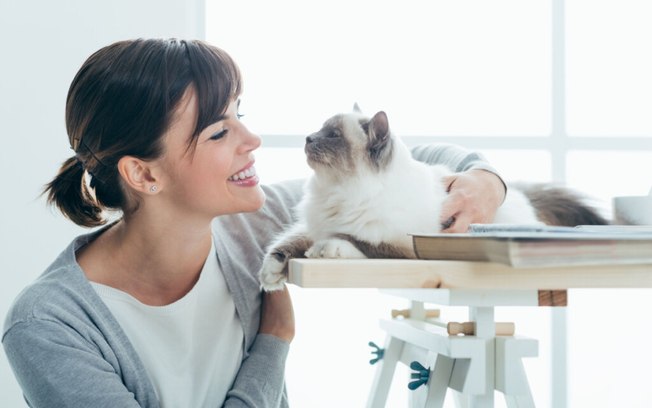 4 características do gato da raça birmanês