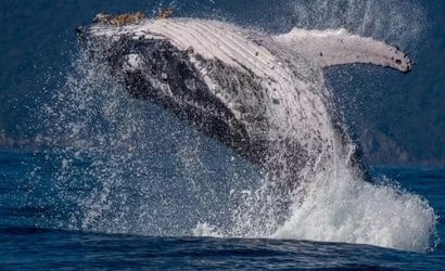 Vídeo: baleias-jubarte são vistas no litoral de São Paulo