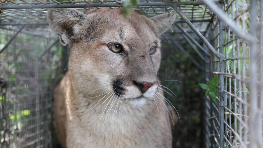 A onça-parda também pode ser encontrada no Brasil