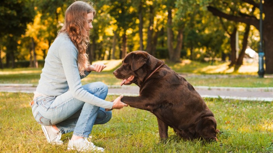 NexGard ajuda na proteção de cães de diferentes raças e idades 