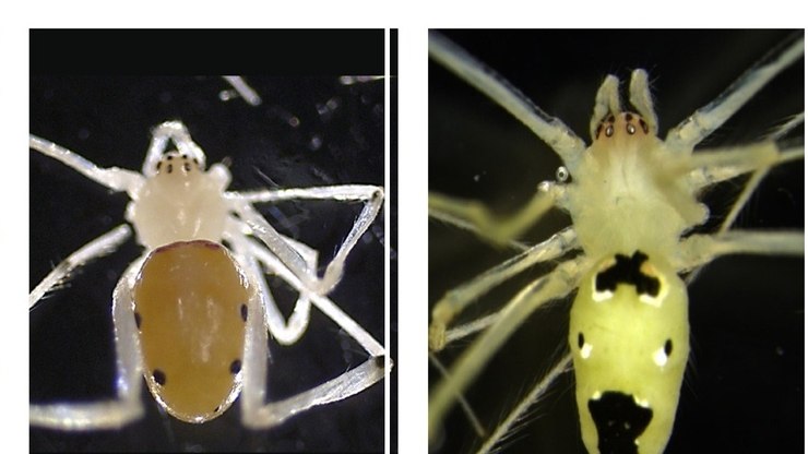 Cientistas descobrem nova espécie de aranha com "carinha feliz"