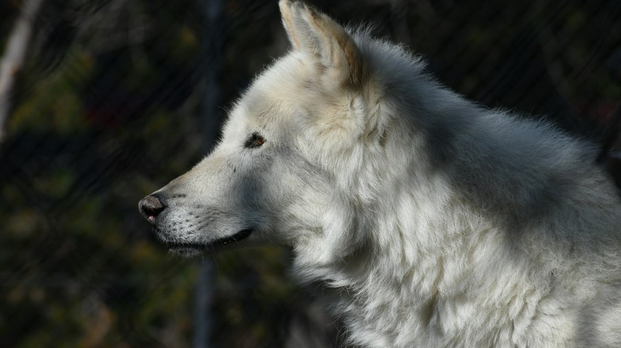 Lobo cinzento Lobo cinzento